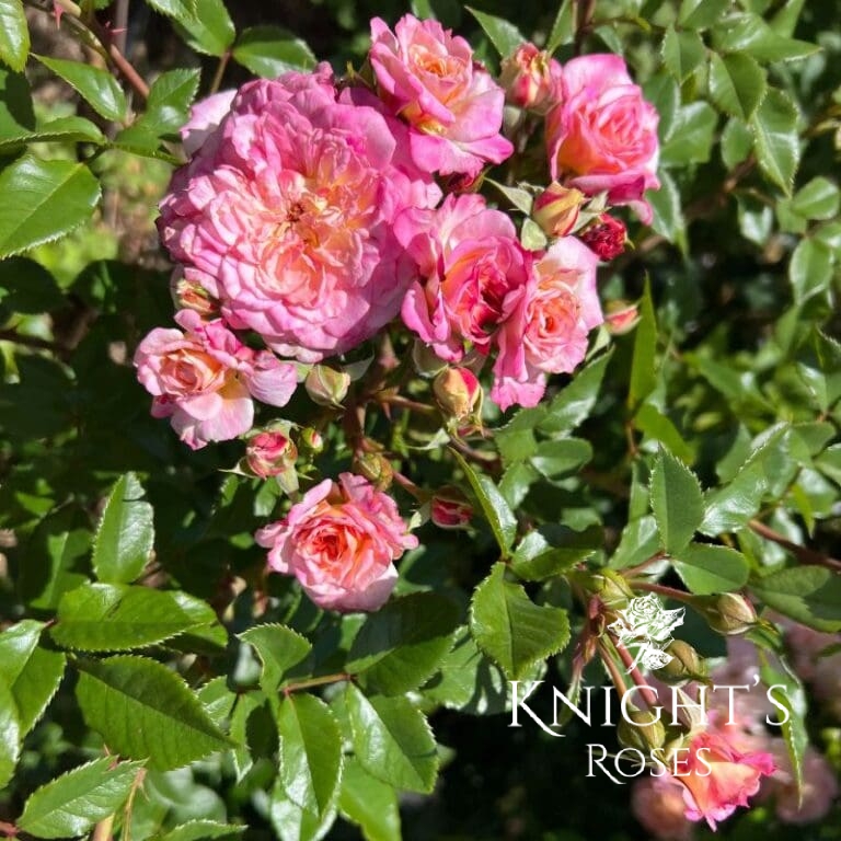 Country Girl BUY THIS ROSE ONLINE Knight's Roses Australia