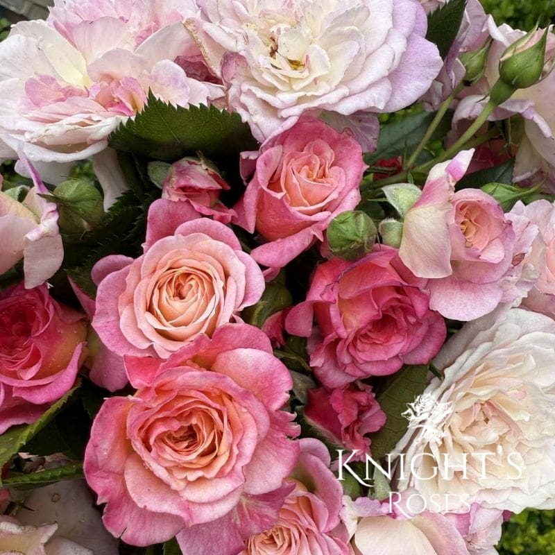 A Country Girl A Country Girl