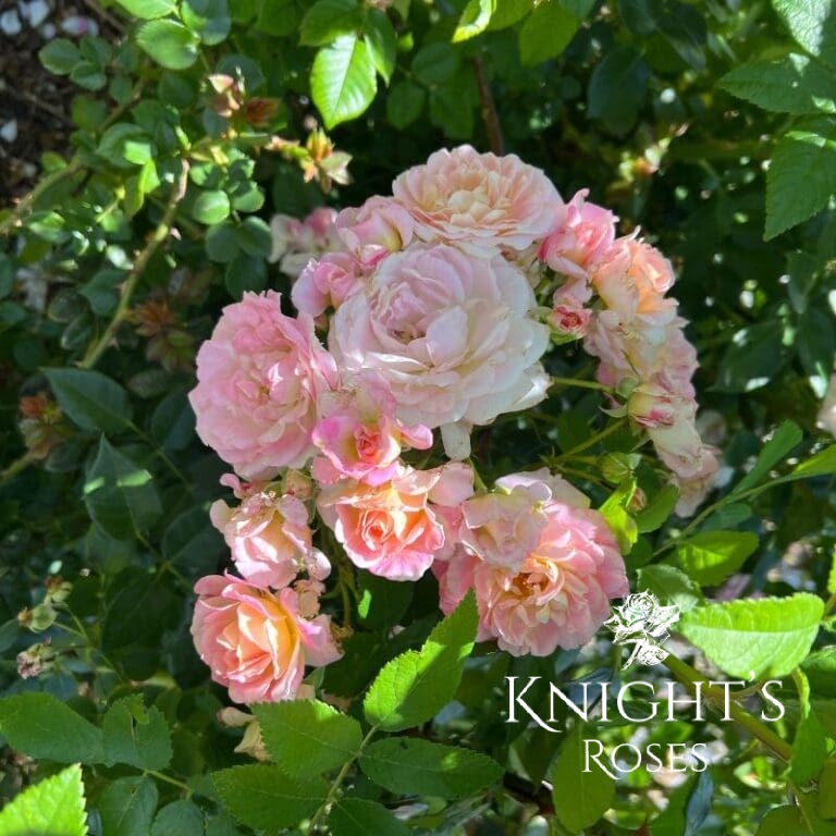 Country Girl BUY THIS ROSE ONLINE Knight's Roses Australia