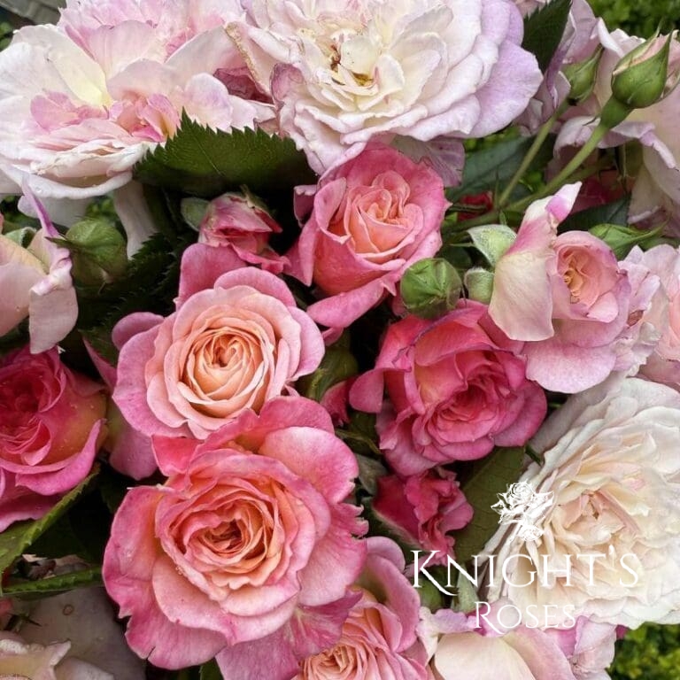 Country Song Roses Buy Roses Online |1000's of Bagged or Potted | Knight's Roses Australia