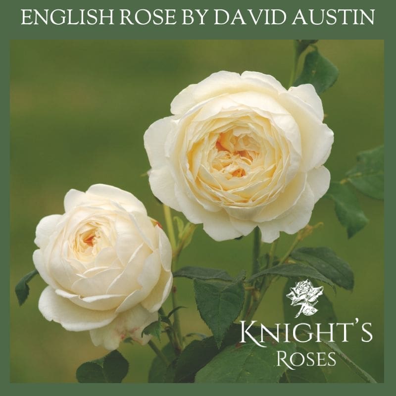 Claire Austin - Image 2