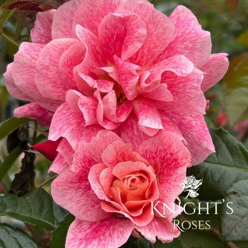 Lancelot 02 Lancelot 02