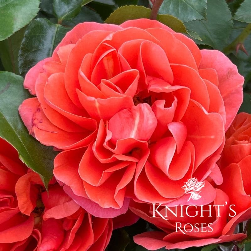 Theodor Fontaine 1 Theodor Fontaine 1