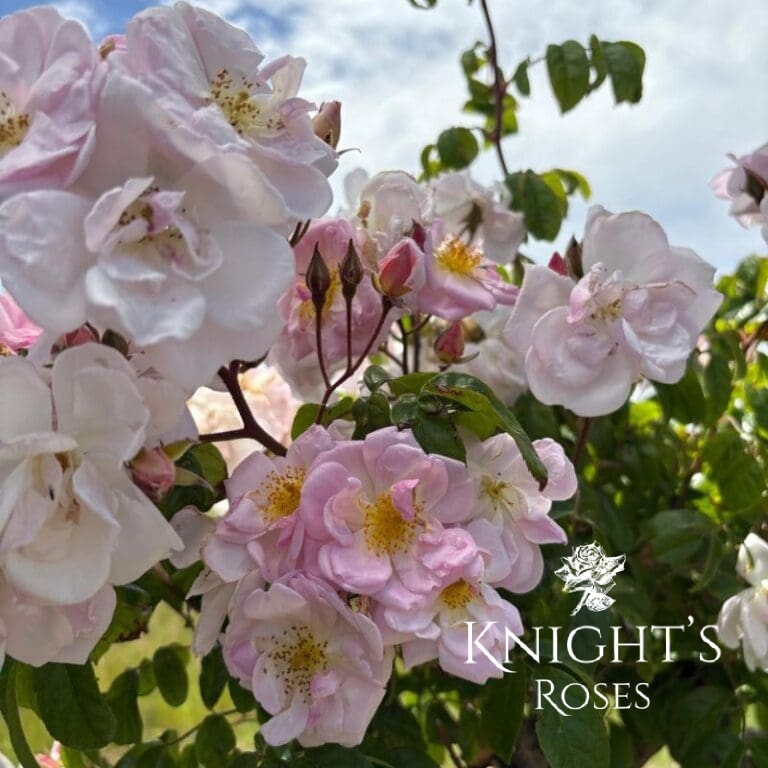 Renae Climbing BUY THIS ROSE ONLINE Knight's Roses Australia