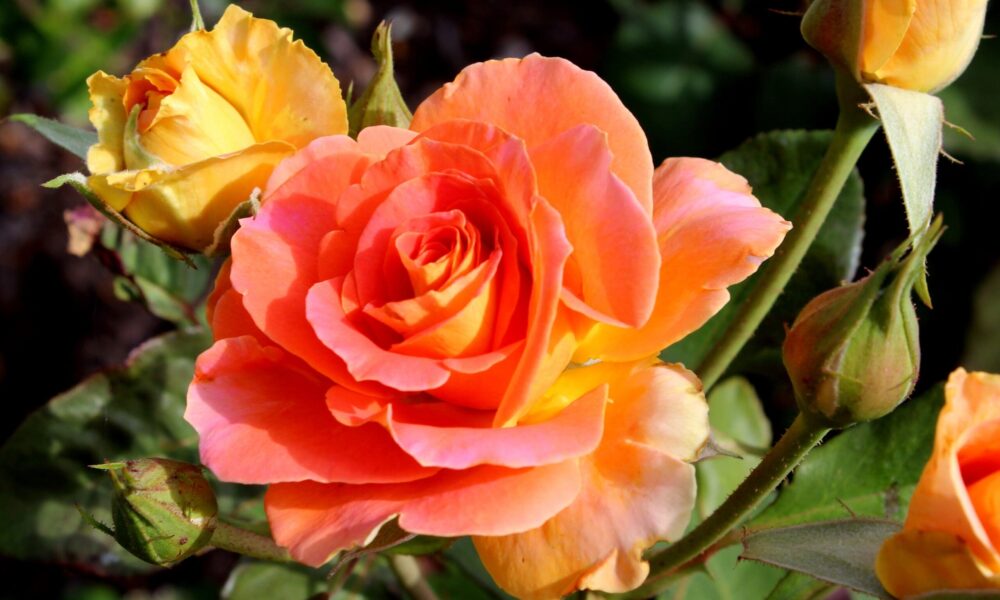 'Brass Band' showing autumn colour