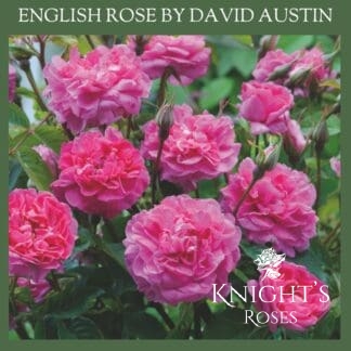 England's Rose