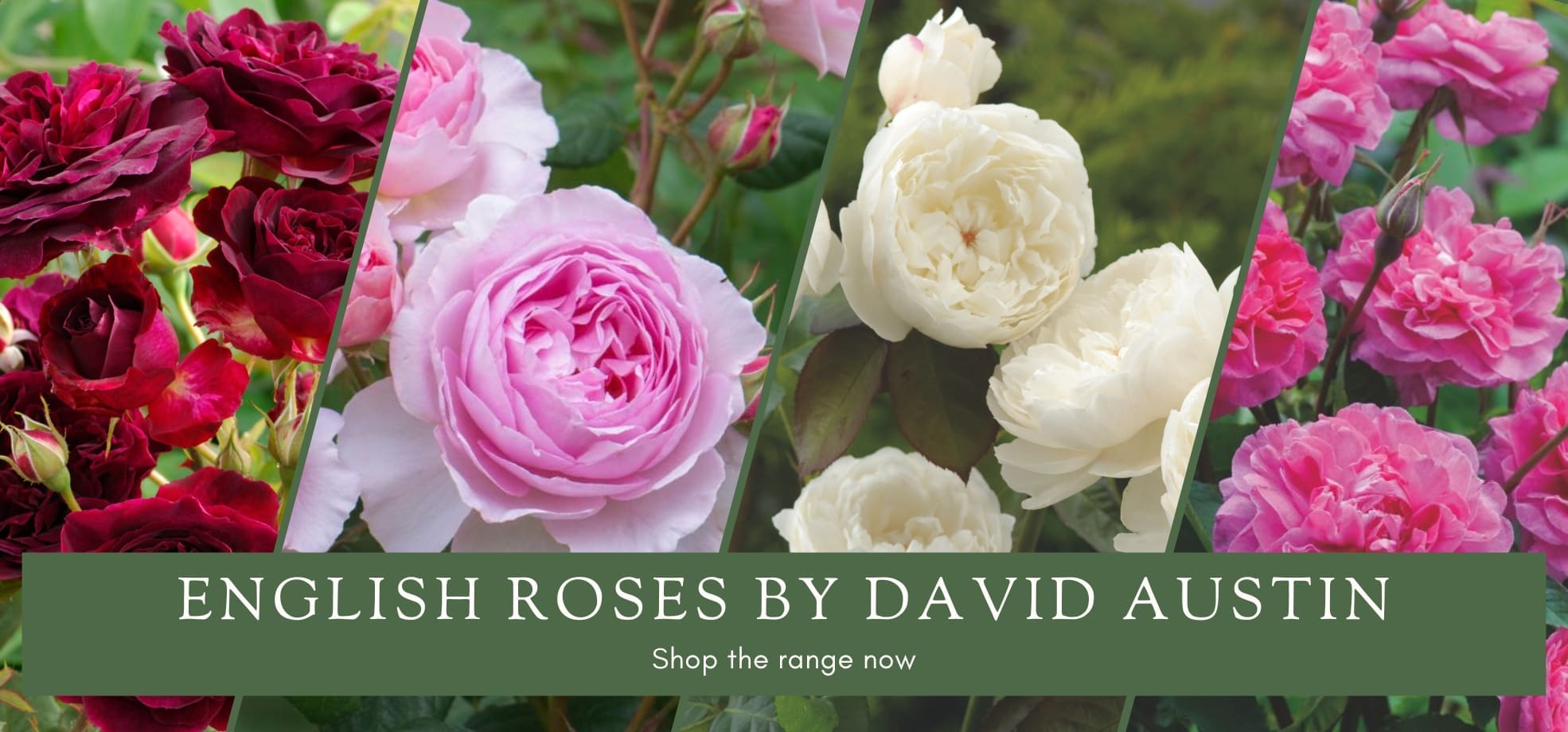 buy-roses-online-1000-s-of-bagged-or-potted-knight-s-roses-australia